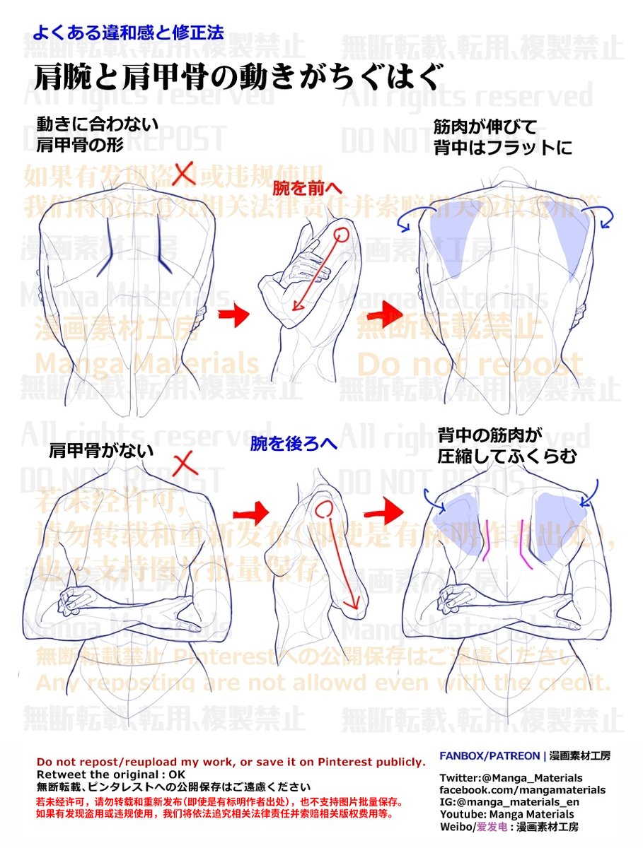 肩甲骨在什么位置? 個人メモ：肩甲骨の動き-M站 - 漫头社