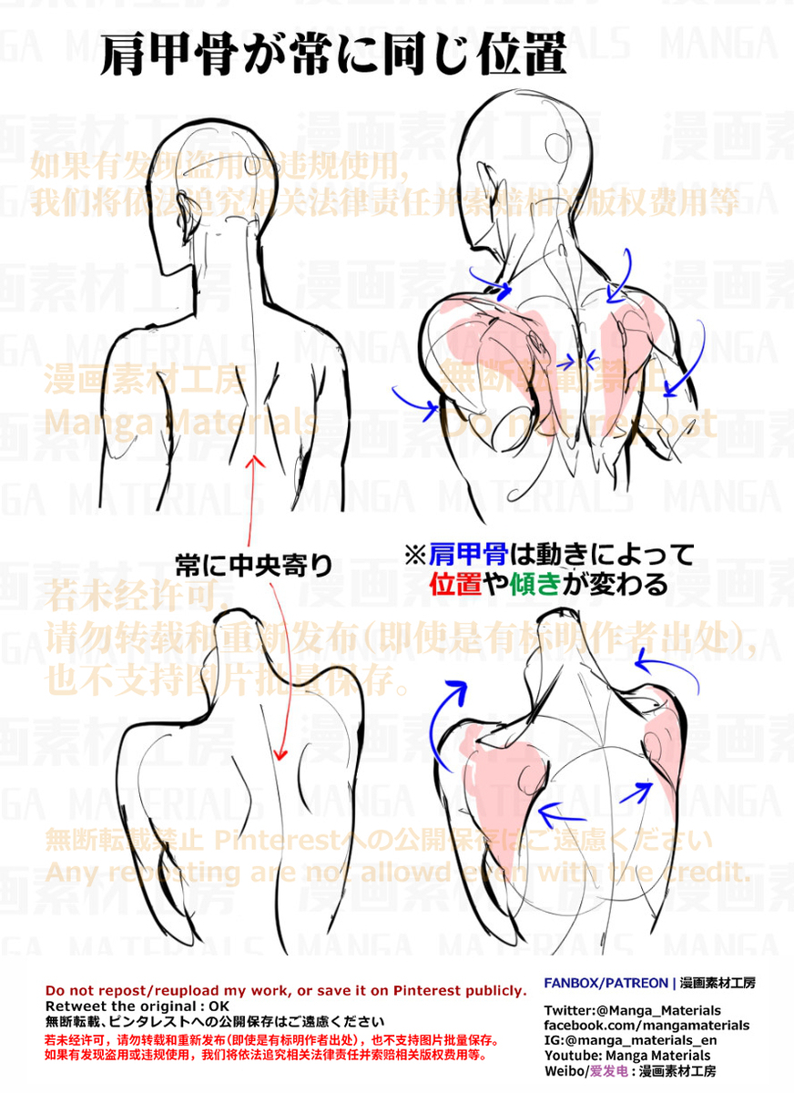 肩甲骨在什么位置? 個人メモ：肩甲骨の動き插图1
