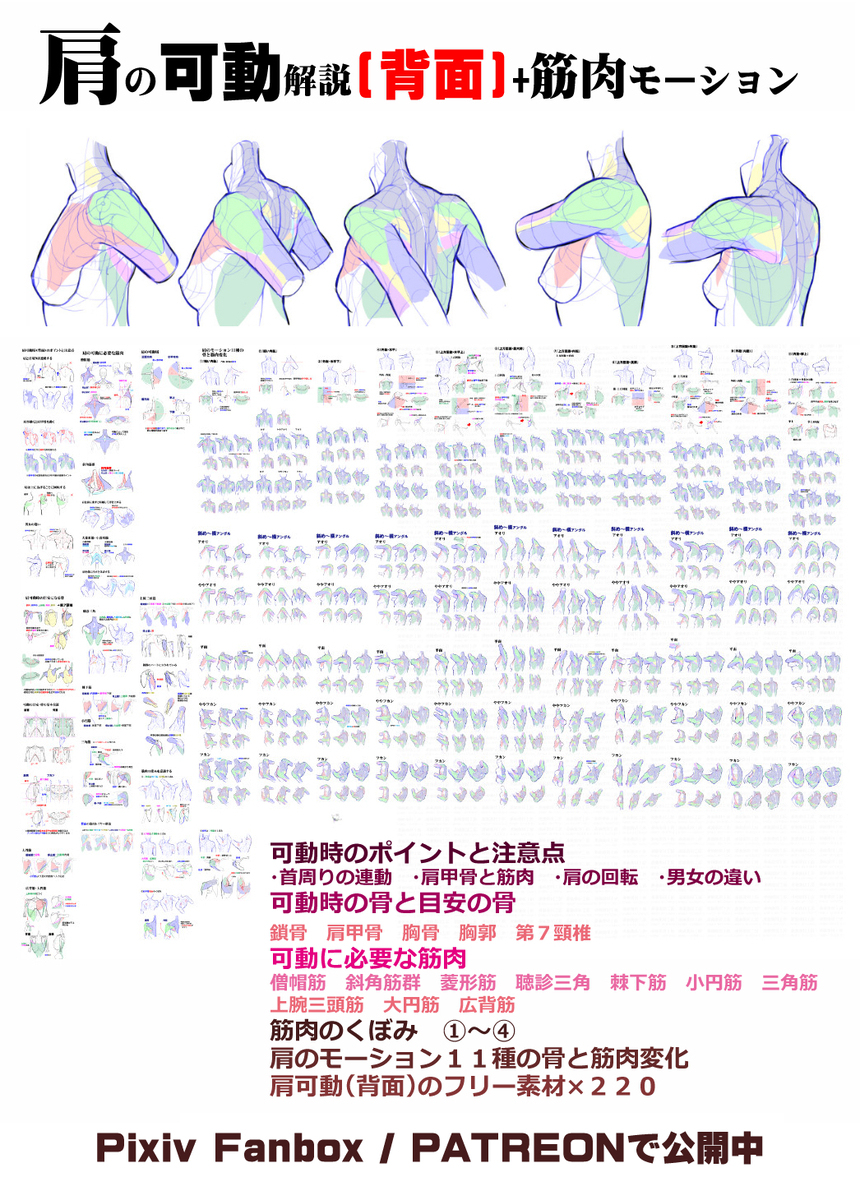 肩甲骨在什么位置? 個人メモ：肩甲骨の動き插图2